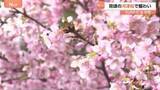 「早咲きの河津桜が見頃に、「桜まつり」は予定より1週間も早く前倒し　神奈川・松田町【SUNトピ】」の画像1