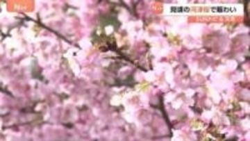 早咲きの河津桜が見頃に、「桜まつり」は予定より1週間も早く前倒し　神奈川・松田町【SUNトピ】