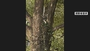 JR川崎駅前に「アライグマがいる」　駅前広場の木の上に一時留まる