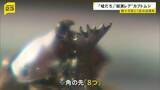 「「嘘だろ」ツノの先が8つ“超激レア”カブトムシが誕生　“数十万匹に1匹の出現率”の変異個体」の画像1