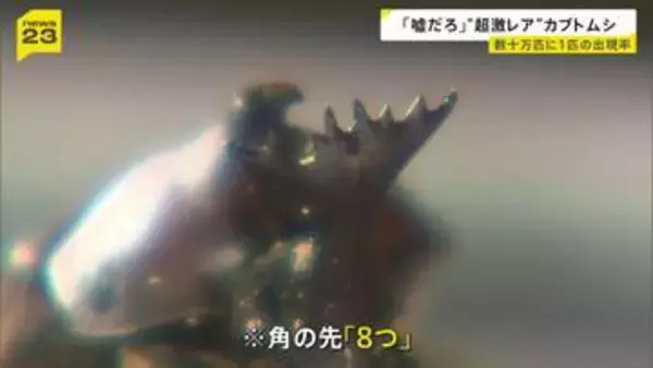 「嘘だろ」ツノの先が8つ“超激レア”カブトムシが誕生　“数十万匹に1匹の出現率”の変異個体