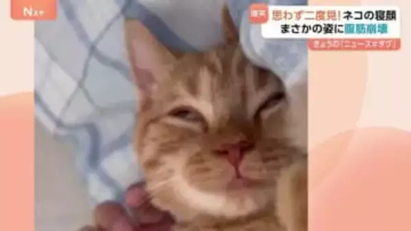 腹筋崩壊級の面白さ! 子ネコの寝顔が話題 どうしたらこの表情に!? いつも添い寝の甘えん坊 飼い主から離れない