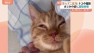 腹筋崩壊級の面白さ! 子ネコの寝顔が話題 どうしたらこの表情に!? いつも添い寝の甘えん坊 飼い主から離れない