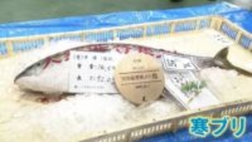 富山湾の冬の王者“寒ブリ”が不漁で「ひみ寒ぶり宣言」出せず…一方で山口県でブリが豊漁に！？一体なぜ？