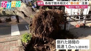 相次ぐ「倒木」なぜ？樹木医に聞く　倒木を知らせる予兆は【ひるおび】
