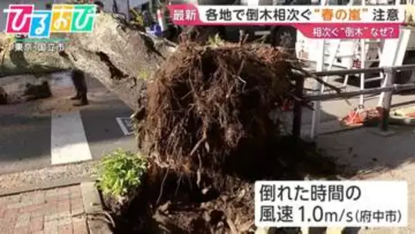 相次ぐ「倒木」なぜ？樹木医に聞く　倒木を知らせる予兆は【ひるおび】