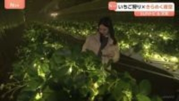 少し変わったいちご狩り体験　おとぎの国に、きらめく夜空も【SUNトピ】
