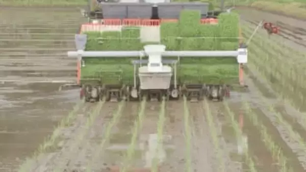 主食用のコメ　今年は前年と同水準で農水省の適正生産量より増加　さらに需給が緩む可能性