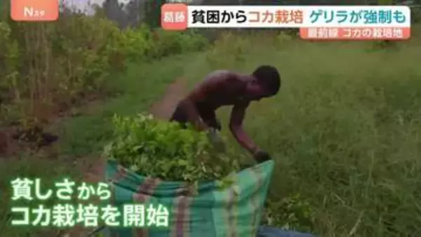 “麻薬対策”争点のコロンビア大統領選　コカ栽培めぐり左派は「転作」 極右は「壊滅」を主張 「親族のうち20人が殺された」 長くつづく課題に国民の選択は？