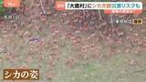 「山肌を覆い尽くす大量のシカ…都市部にも！9月以降はさらに活動広がる？シカの食害被害で土砂崩れ警戒も」の画像1