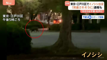 「イノシシが走っている」東京･江戸川区でイノシシの目撃相次ぐ 区が注意喚起　10km離れた千葉･松戸市でも目撃