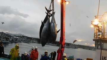 クロマグロ漁獲枠25%増で合意 反対していたメキシコが賛成に転じる　鈴木農水大臣「前進があった」