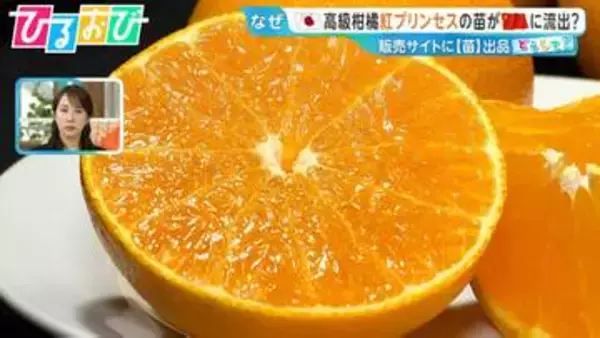 “ゼリーのような食感”『紅プリンセス』の苗木が中国に流出？愛媛の農家「かなりの脅威」国産ブランド果物を守るには【ひるおび】