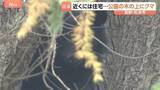 「長野・松本市の公園 木の上でクマ見つかり捕獲　きのうから周辺で目撃情報相次いでいた」の画像1