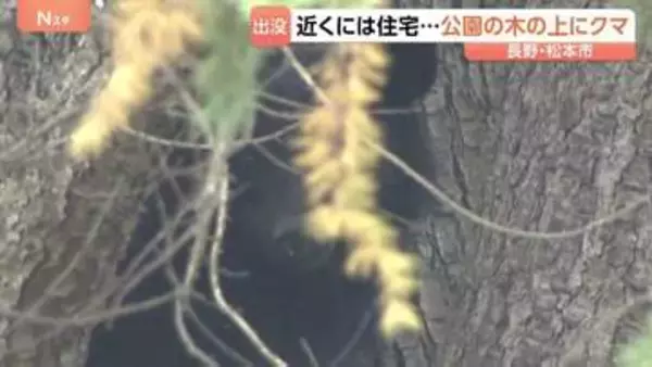 長野・松本市の公園 木の上でクマ見つかり捕獲　きのうから周辺で目撃情報相次いでいた