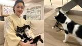 「【 藤あや子 】愛猫マルが爪研ぎをベッドに「可愛いから許そう」　じゃこ天はオレオから突然パンチ　三者三様の日常」の画像1
