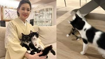 【 藤あや子 】愛猫マルが爪研ぎをベッドに「可愛いから許そう」　じゃこ天はオレオから突然パンチ　三者三様の日常