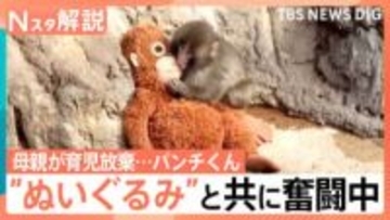 がんばれ！子ザルの「パンチくん」 ぬいぐるみの“お母ちゃん”抱きしめ群れの中で奮闘中【Nスタ解説】