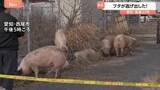 「横になって草を食べるブタも？ 国道にブタ14頭が逃げ出すも全頭捕獲　運搬中のトラックから逃げ出す　愛知・西尾市」の画像1
