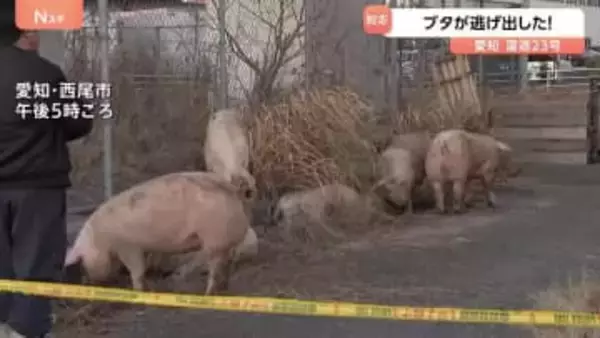 横になって草を食べるブタも？ 国道にブタ14頭が逃げ出すも全頭捕獲　運搬中のトラックから逃げ出す　愛知・西尾市