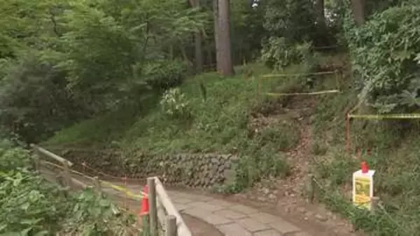 東京・杉並区「善福寺公園」で高さ30ｍのクヌギが倒木　去年5月の点検で“異常な音がする”として経過観察中　けが人なし