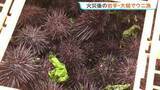 「岩手・大槌町でウニ漁解禁　山林火災の影響で11日遅れでの口開け」の画像1