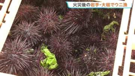 岩手・大槌町でウニ漁解禁　山林火災の影響で11日遅れでの口開け