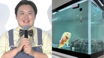 【 やす子 】熱帯魚＆金魚に「夢だった」大水槽をプレゼント　「オスカー30センチくらいなのにノビノビ」ご満悦