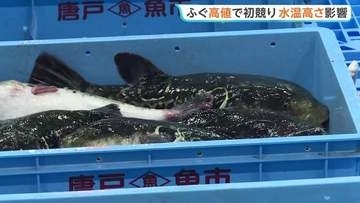 下関市でフグ初競り　最高値は1キロ2万1000円、去年より4000円高く　台風による水温の高さ影響し水揚げ量が減少