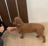 「保護犬・猫が一緒に暮らす障害者のグループホーム」の画像4