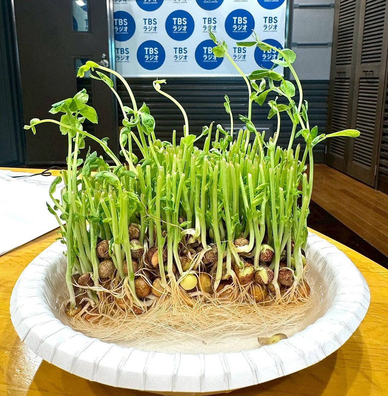 秋の植え付けはまさに今！豆苗からサヤエンドウを作ろう！