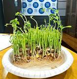 「秋の植え付けはまさに今！豆苗からサヤエンドウを作ろう！」の画像3