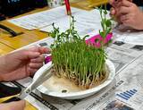 「秋の植え付けはまさに今！豆苗からサヤエンドウを作ろう！」の画像4