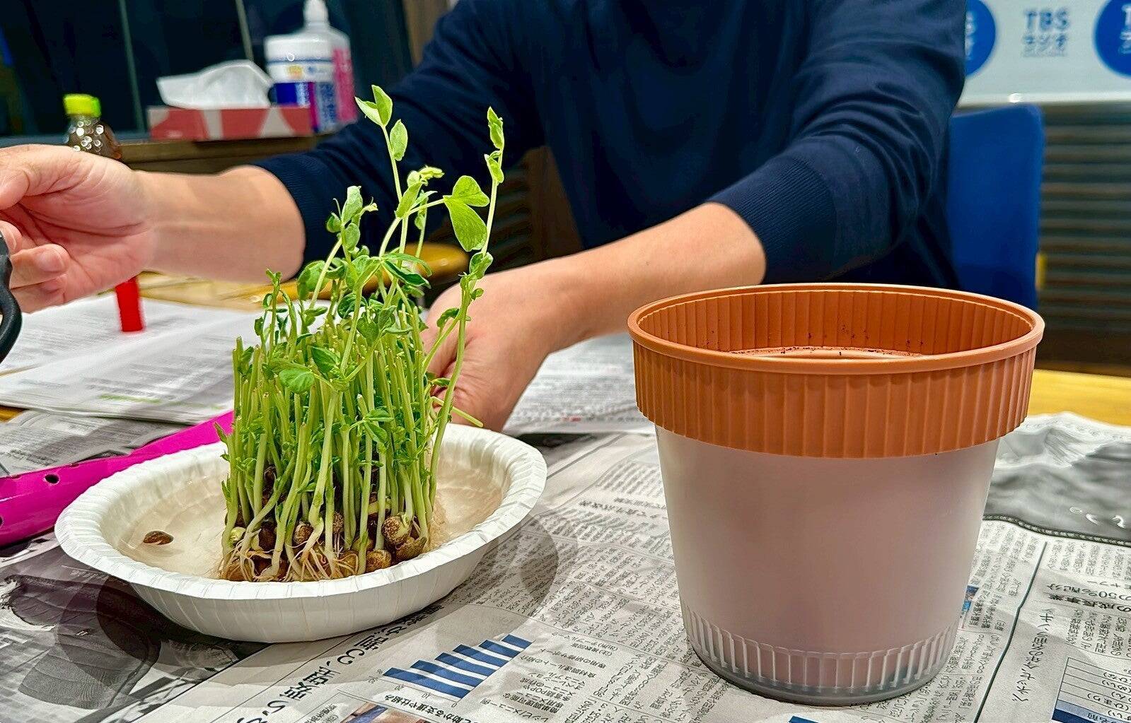 秋の植え付けはまさに今！豆苗からサヤエンドウを作ろう！
