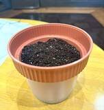 「秋の植え付けはまさに今！豆苗からサヤエンドウを作ろう！」の画像6