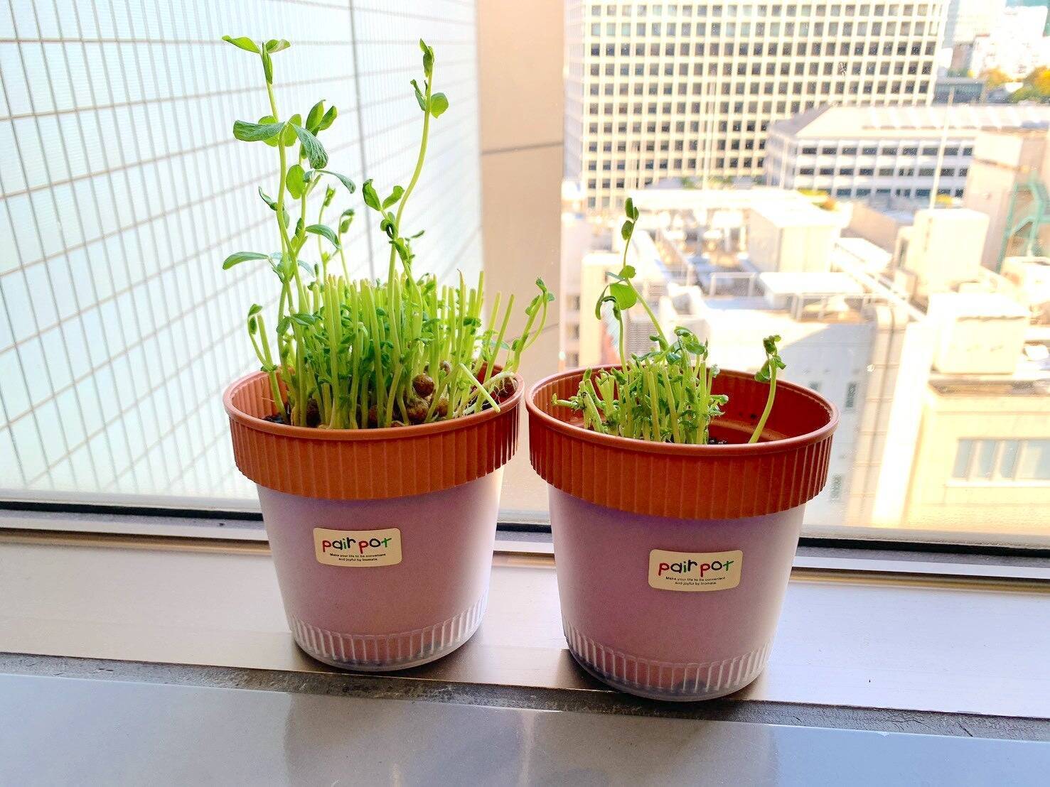 秋の植え付けはまさに今！豆苗からサヤエンドウを作ろう！