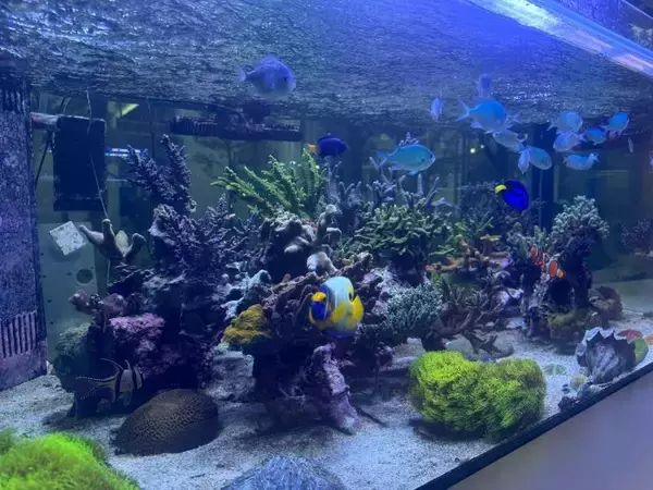 サンゴ礁ウィーク！サンゴは意外と身近に。