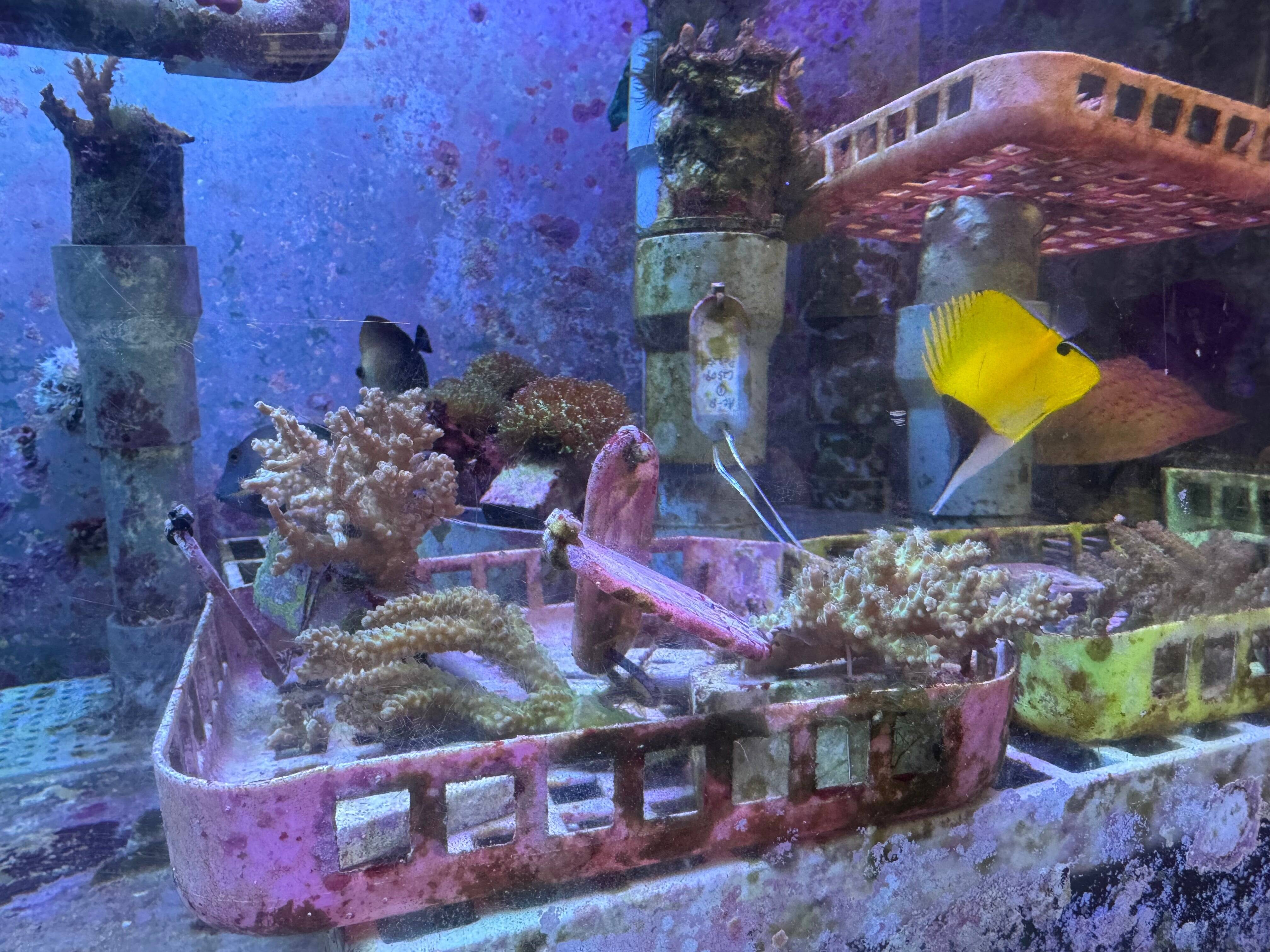 サンゴ礁ウィーク！サンゴは意外と身近に。