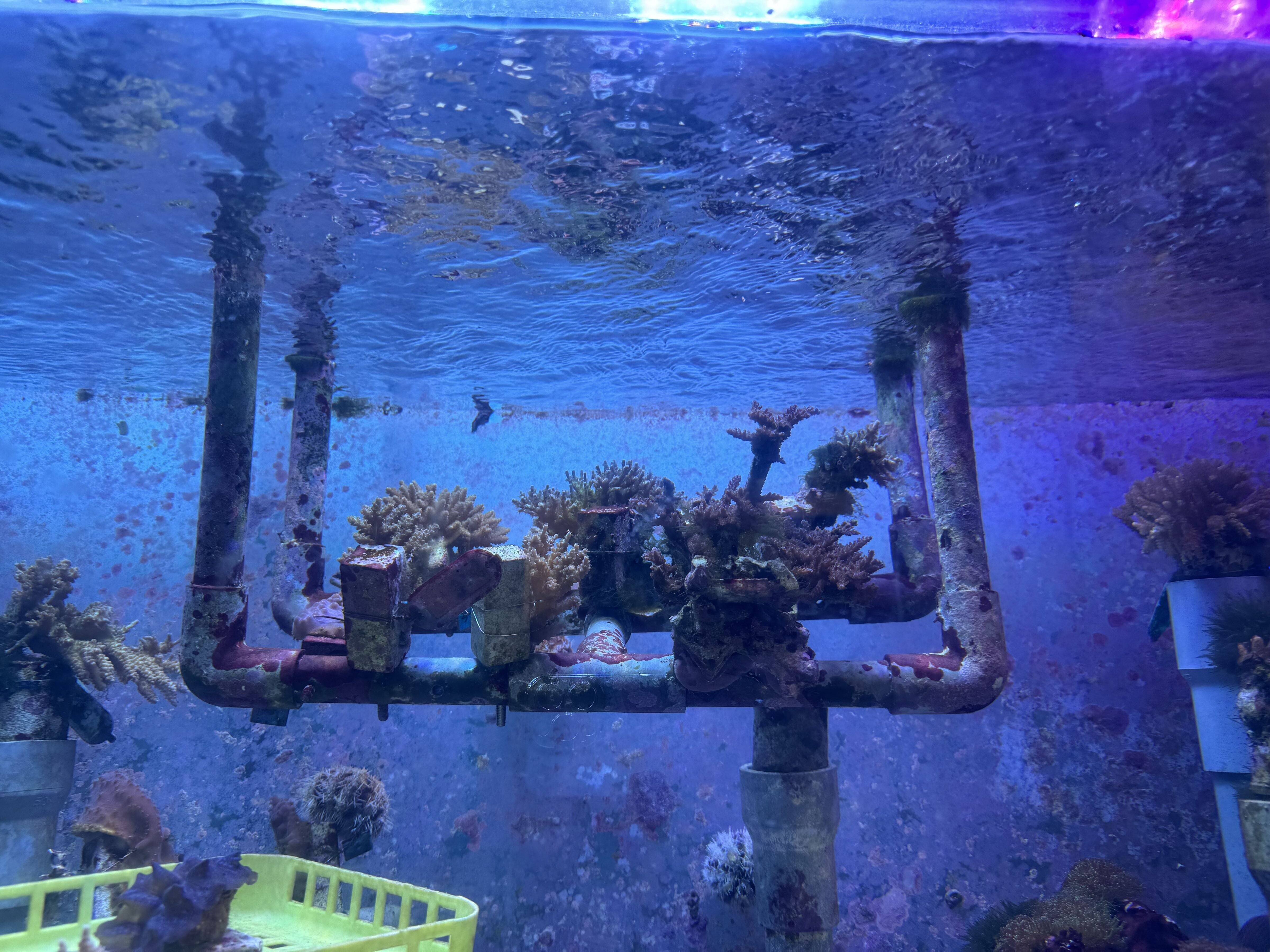 サンゴ礁ウィーク！サンゴは意外と身近に。