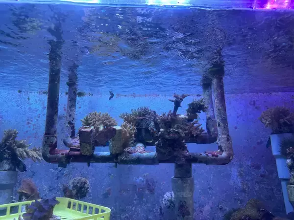 「サンゴ礁ウィーク！サンゴは意外と身近に。」の画像