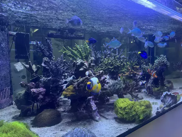 「サンゴ礁ウィーク！サンゴは意外と身近に。」の画像