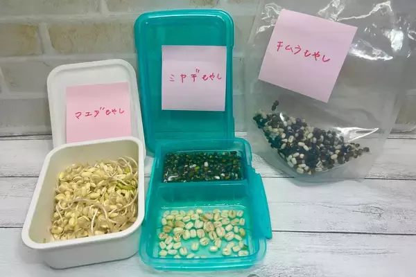 「もやしは自宅で栽培できるのか、結果報告！ 山内あゆアナは大豊作！」の画像