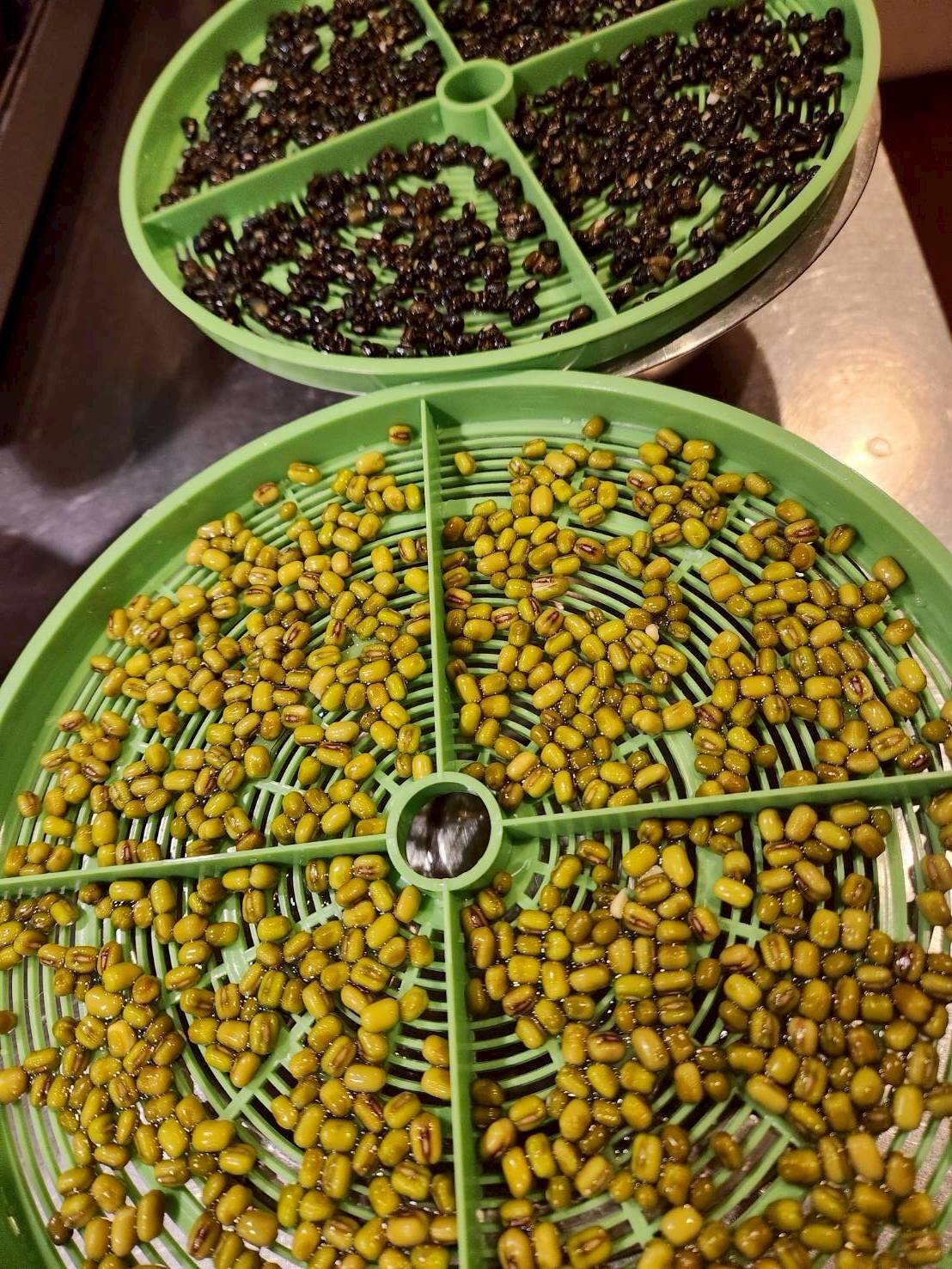 もやしは自宅で栽培できるのか、結果報告！ 山内あゆアナは大豊作！