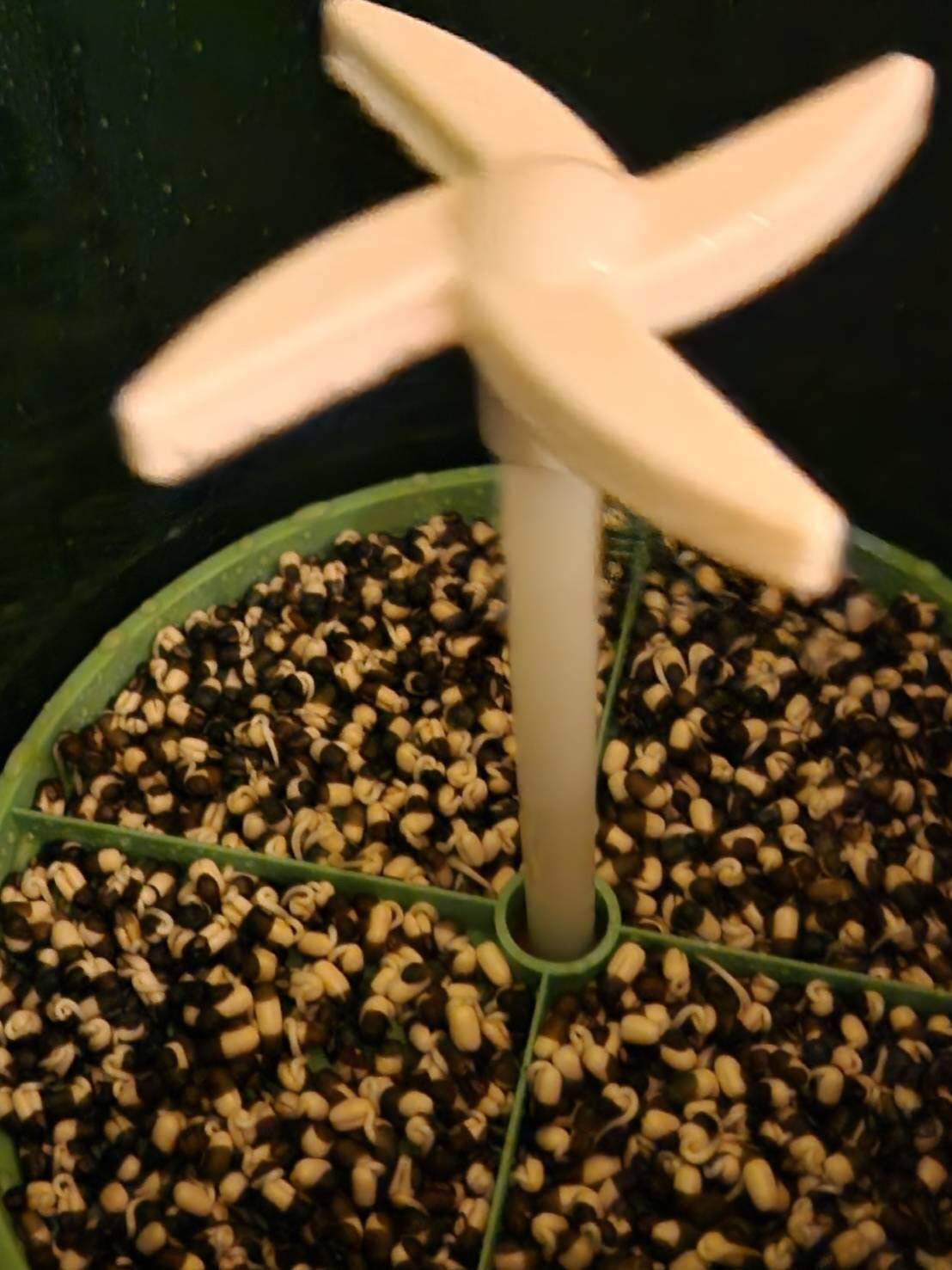 もやしは自宅で栽培できるのか、結果報告！ 山内あゆアナは大豊作！