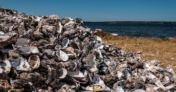 深刻なカキ殻問題　未来の資源へ