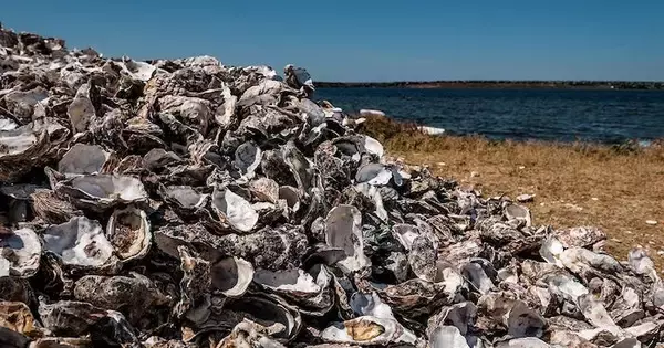 深刻なカキ殻問題　未来の資源へ