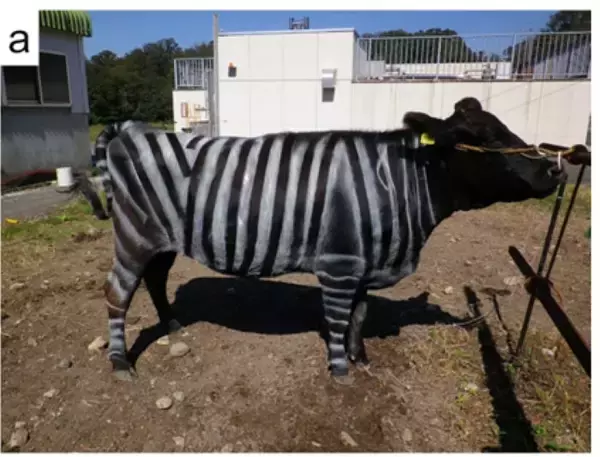 祝！イグ・ノーベル賞　牛にシマ模様で虫よけ効果！？