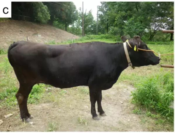 「祝！イグ・ノーベル賞　牛にシマ模様で虫よけ効果！？」の画像
