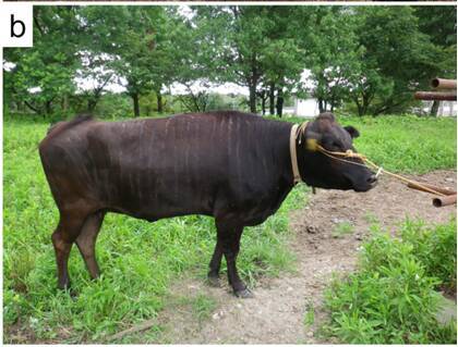 祝！イグ・ノーベル賞　牛にシマ模様で虫よけ効果！？