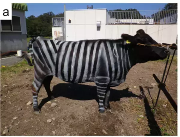 「祝！イグ・ノーベル賞　牛にシマ模様で虫よけ効果！？」の画像